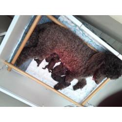 bruine Koningspoedel pups