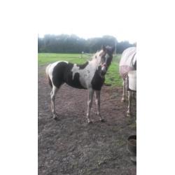 Te koop 2 zwartbonte merrie veulens