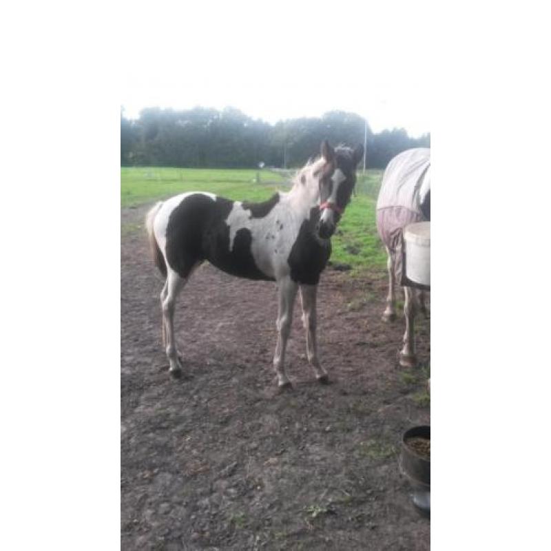 Te koop 2 zwartbonte merrie veulens