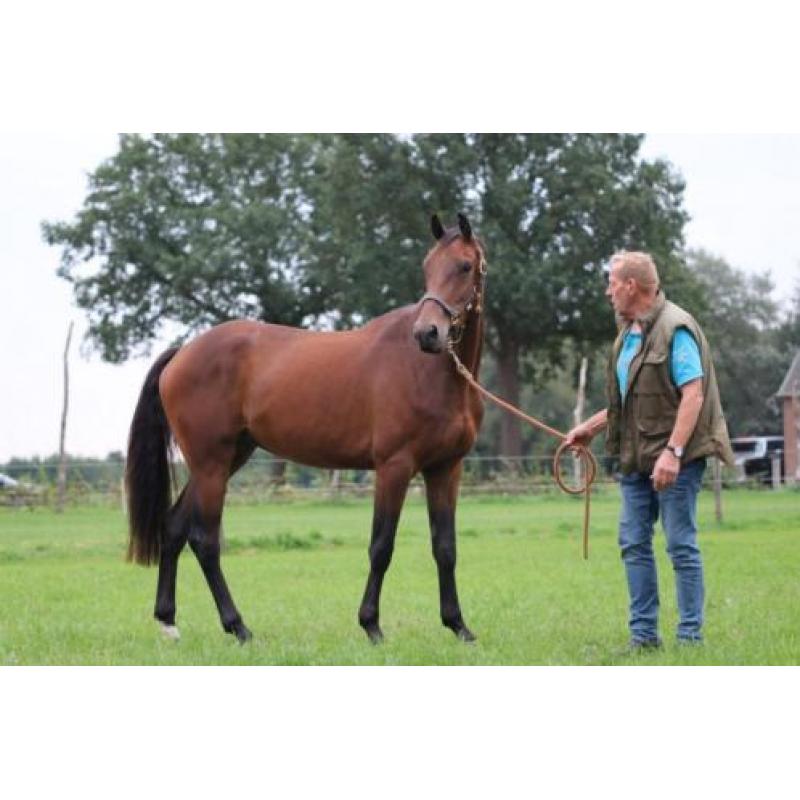 te koop KWPN ruin