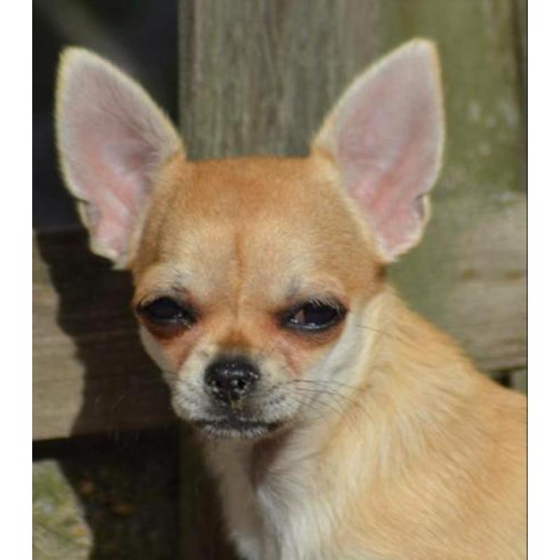 Mooi chihuahua teef pup met FCI stamboom