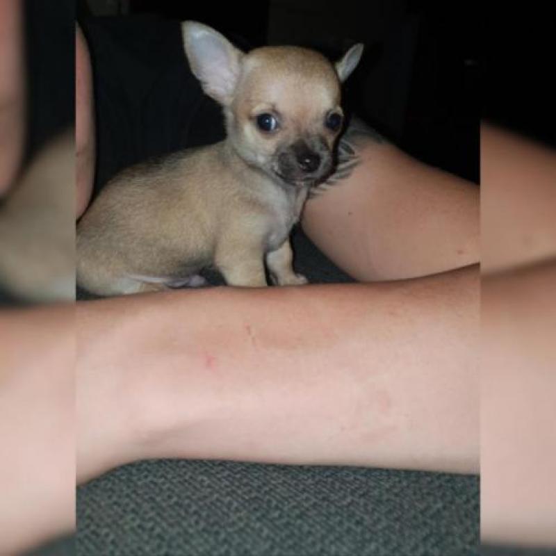 Chihuahua pups te koop!! Nog 3 beschikbaar