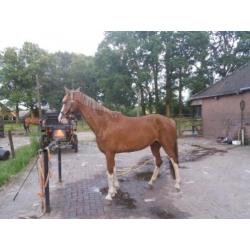 Prachtig menpaard voor de wedstrijd