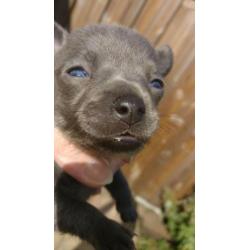Kortharig blauw Chihuahua 2 reutjes, blauw en grijze ogen
