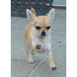 Mooi chihuahua teef pup met FCI stamboom