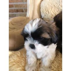 Shih Tzu pup