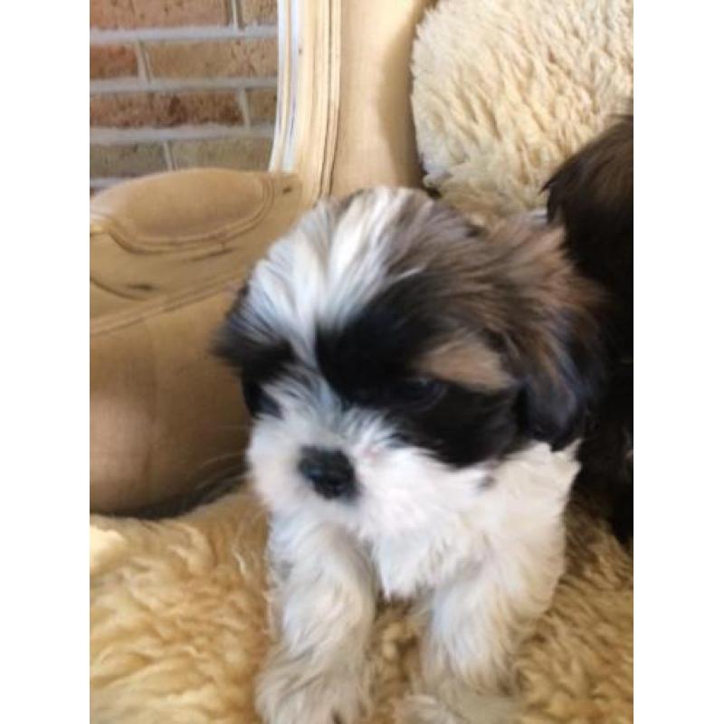 Shih Tzu pup