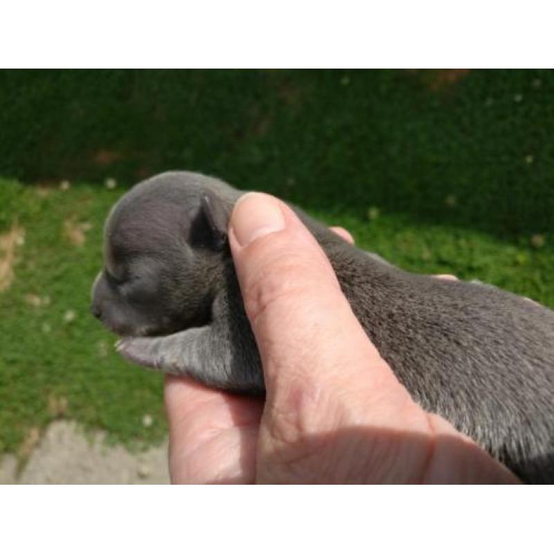 Kortharig blauw Chihuahua 2 reutjes, blauw en grijze ogen