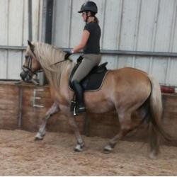 D-pony's goed bereden en braaf