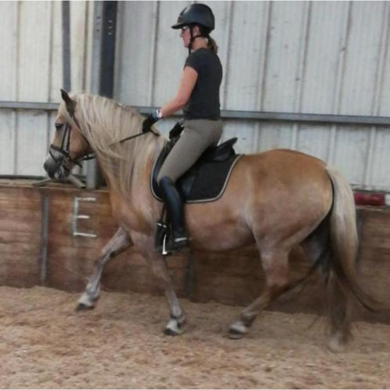 D-pony's goed bereden en braaf