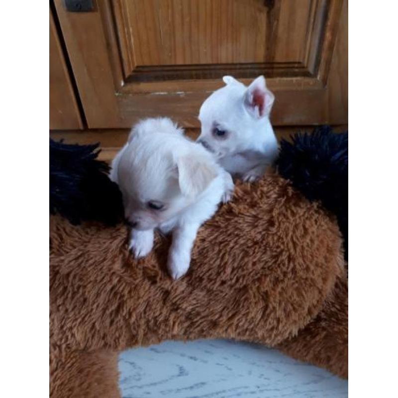 Mooie chihuahua pups, 1 langharig teefje en 1 kortharige reu