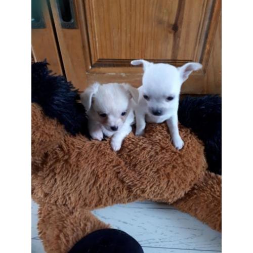 Mooie chihuahua pups, 1 langharig teefje en 1 kortharige reu