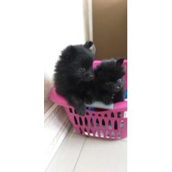Pomeriaan
