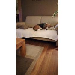 Hond herplaatsing met gratis bench, riem tuig, speeltjes, en