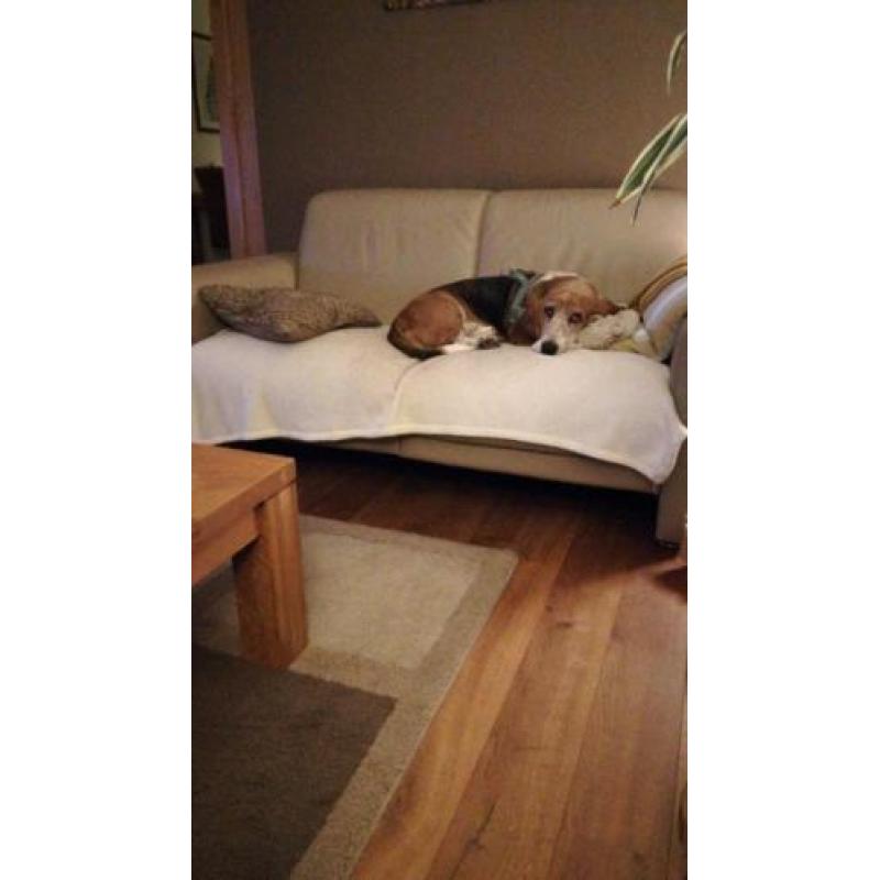 Hond herplaatsing met gratis bench, riem tuig, speeltjes, en