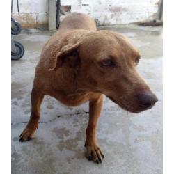 ACE: Gema, Podenco, bedeesd hondje (YouTube), al in België