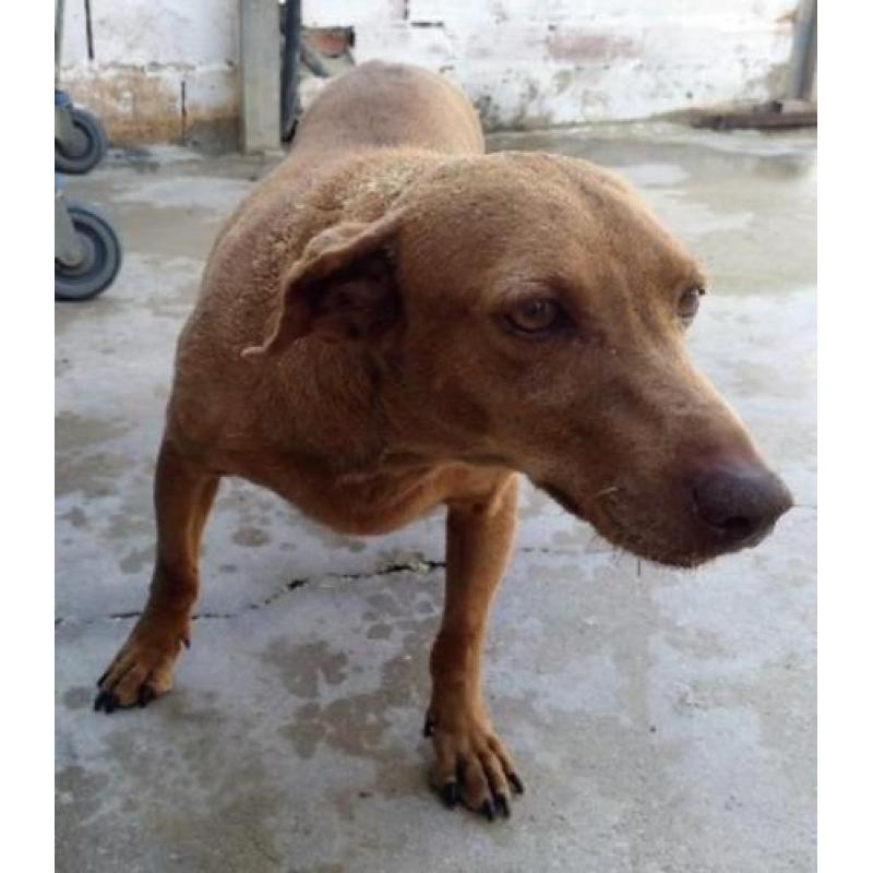 ACE: Gema, Podenco, bedeesd hondje (YouTube), al in België