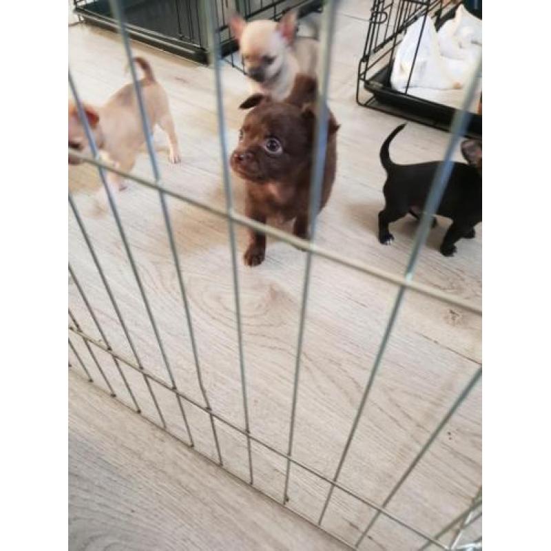 Chihuahua pups te koop!! Nog 3 beschikbaar