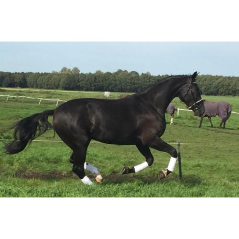 Te koop 3-jarige ruin