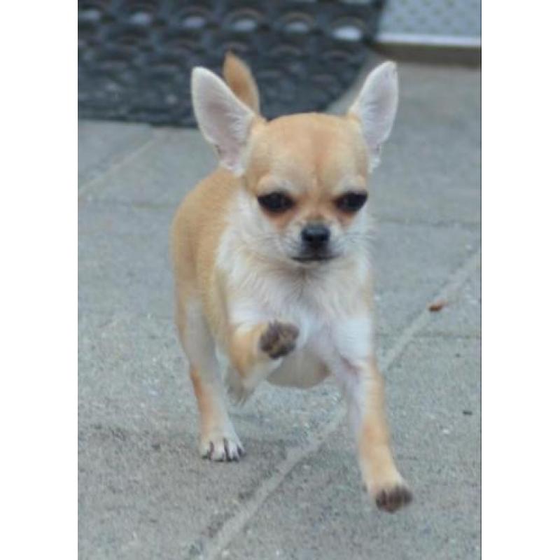 Mooi chihuahua teef pup met FCI stamboom
