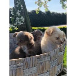 chihuahua pups zoeken thuis!