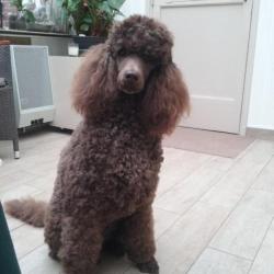 bruine Koningspoedel pups