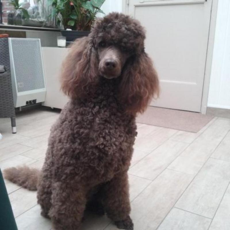 bruine Koningspoedel pups