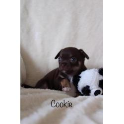 Super lieve raszuivere chihuahua pups