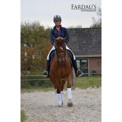 Te koop dressuurruin (Ronaldo x Ulft)