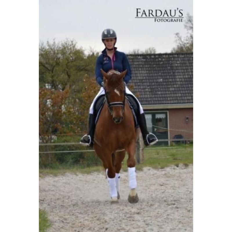 Te koop dressuurruin (Ronaldo x Ulft)