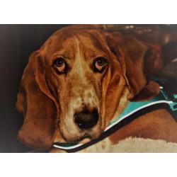 Hond herplaatsing met gratis bench, riem tuig, speeltjes, en
