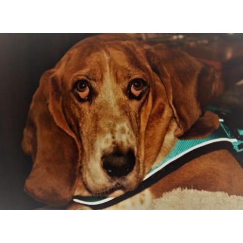 Hond herplaatsing met gratis bench, riem tuig, speeltjes, en