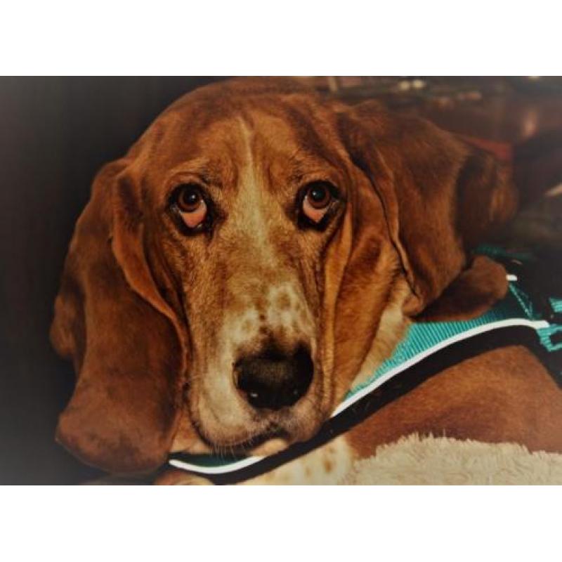 Hond herplaatsing met gratis bench, riem tuig, speeltjes, en