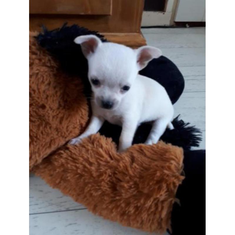 Mooie chihuahua pups, 1 langharig teefje en 1 kortharige reu
