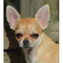 Mooi chihuahua teef pup met FCI stamboom