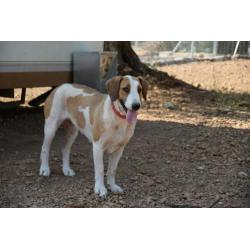 Leuke Babs(Sabueso mix) ter Adoptie