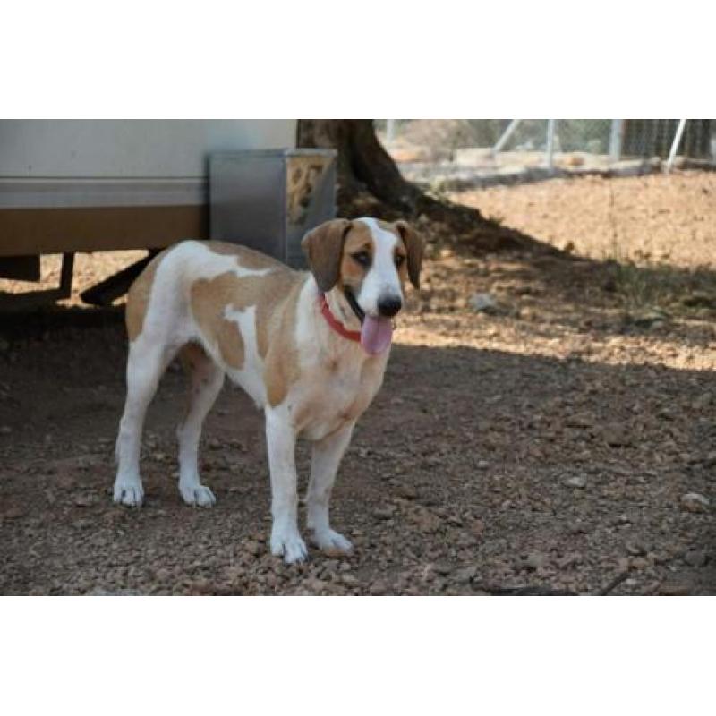 Leuke Babs(Sabueso mix) ter Adoptie
