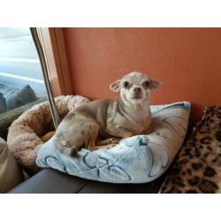 Chihuahua lilac merle gesteriliseerd teefje van 5 jaar
