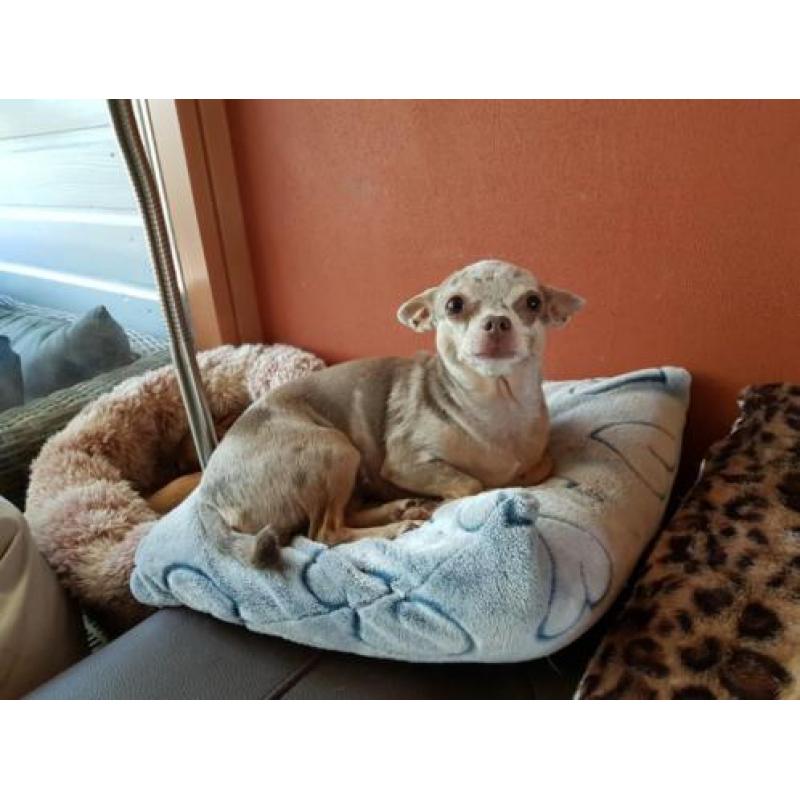 Chihuahua lilac merle gesteriliseerd teefje van 5 jaar