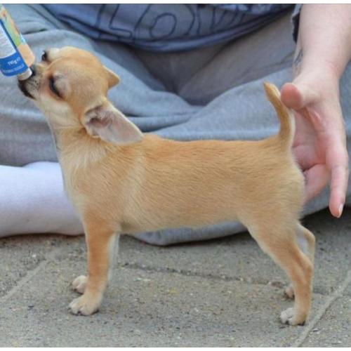 Mooi chihuahua teef pup met FCI stamboom