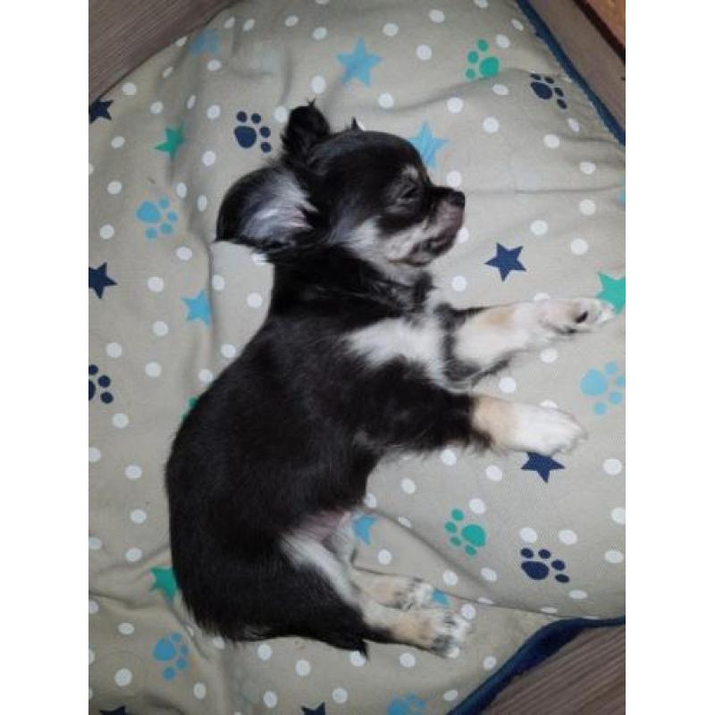 Chihuahuapup kijk snel ik mag weg