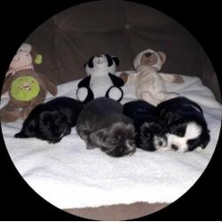 prachtige boomers pups