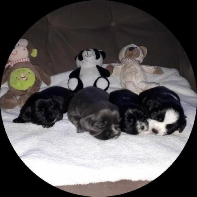 prachtige boomers pups