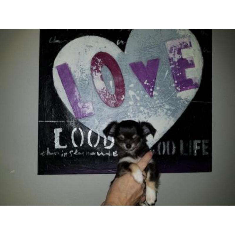 Chihuahuapup kijk snel ik mag weg