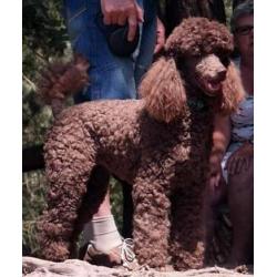 bruine Koningspoedel pups