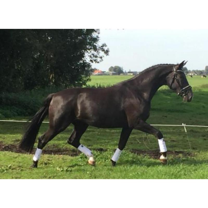 Te koop 3-jarige ruin