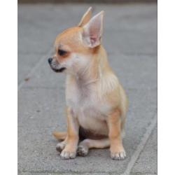 Mooi chihuahua teef pup met FCI stamboom