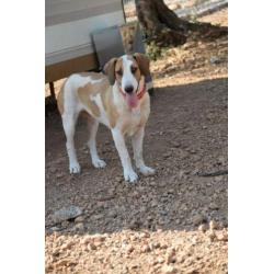 Leuke Babs(Sabueso mix) ter Adoptie