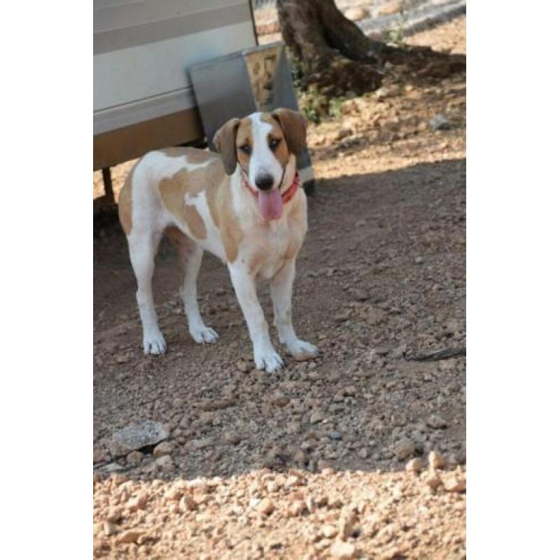 Leuke Babs(Sabueso mix) ter Adoptie