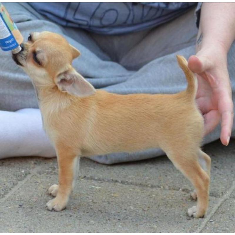Mooi chihuahua teef pup met FCI stamboom